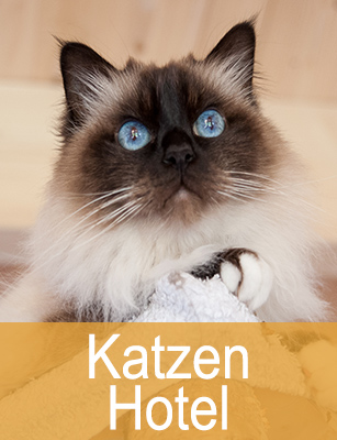 Katzenhotel